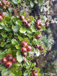 Hesperomeles obtusifolia image