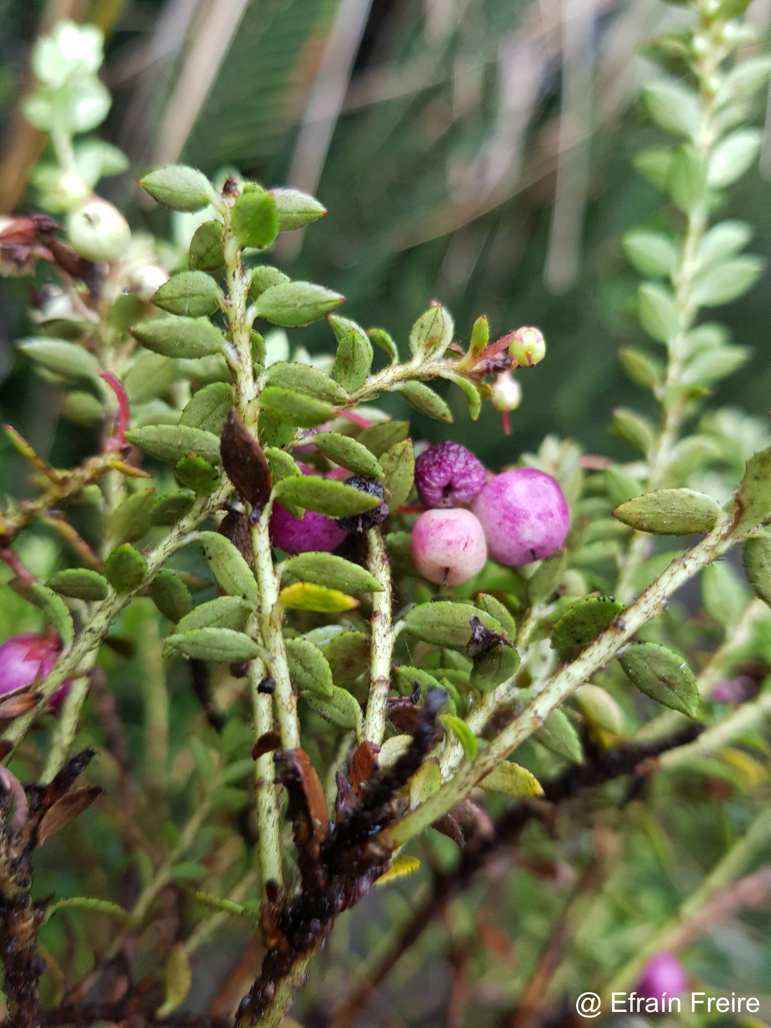 Gaultheria myrsinoides image