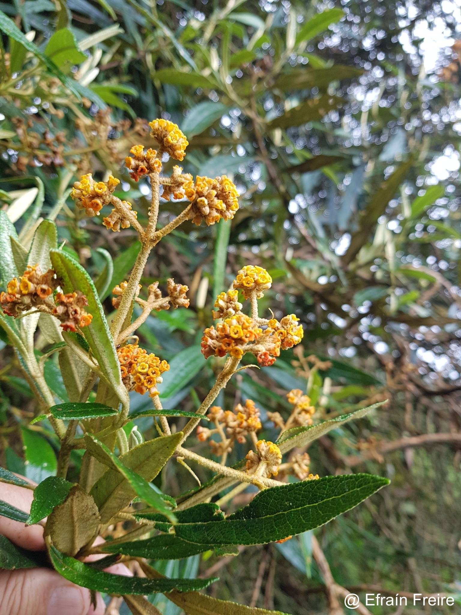 Scrophulariaceae image