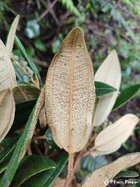 Miconia bracteolata image