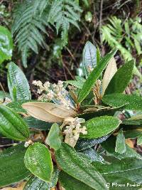 Miconia bracteolata image
