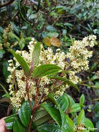 Miconia latifolia image