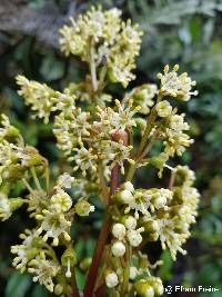 Miconia latifolia image