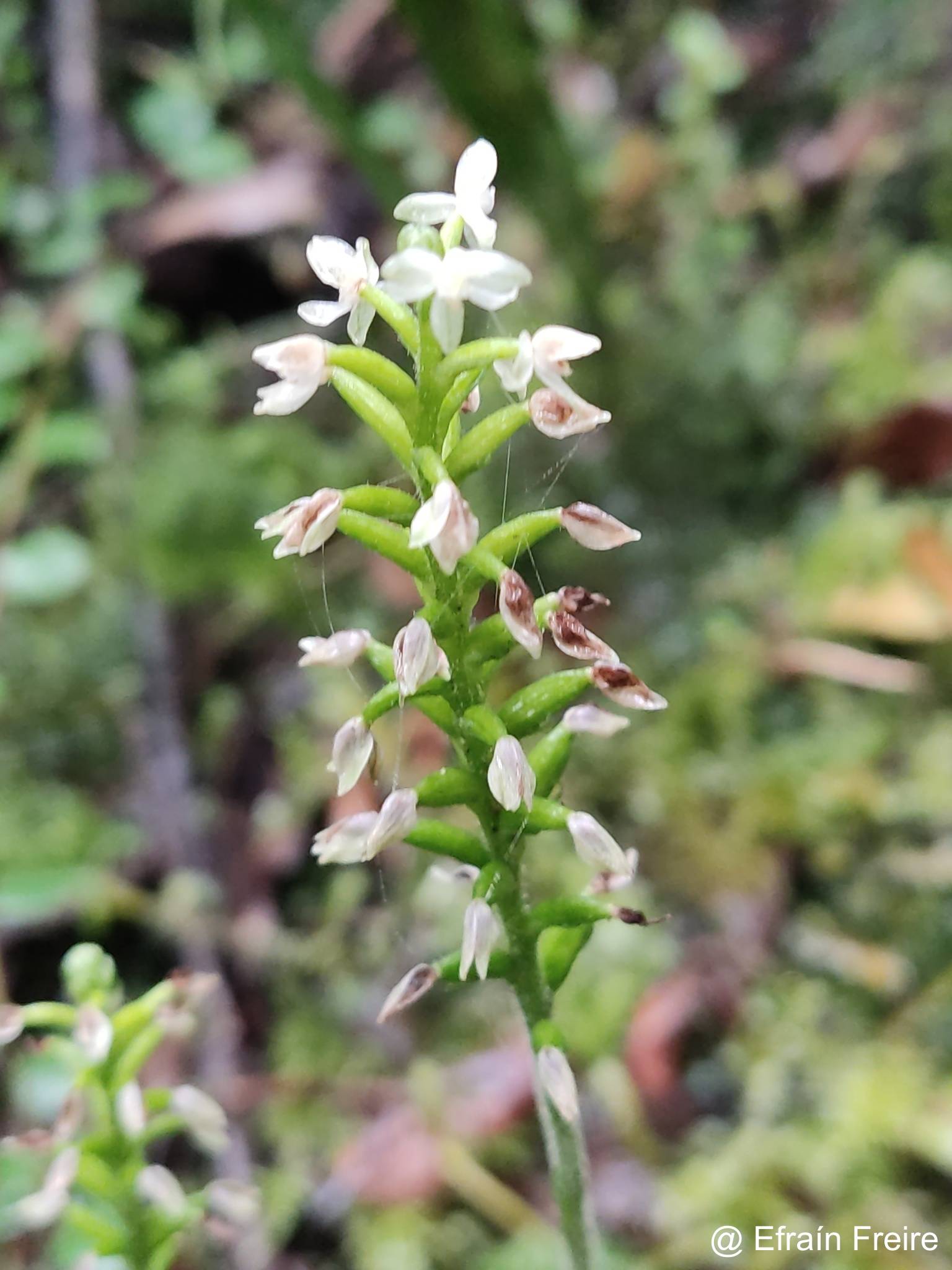 Cranichis muscosa image