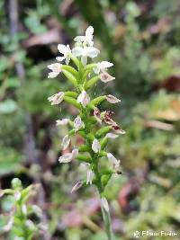 Image of Cranichis muscosa