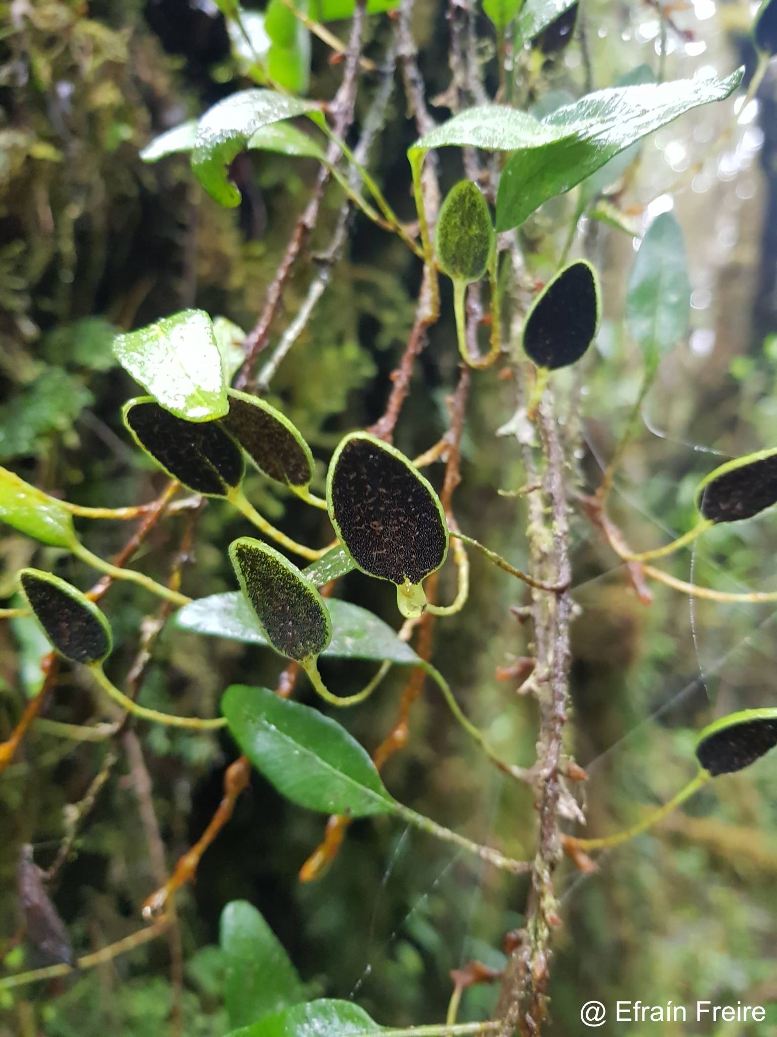 Elaphoglossum lloense image