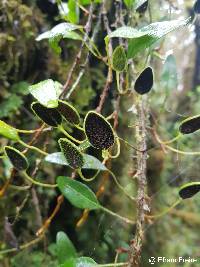 Elaphoglossum lloense image