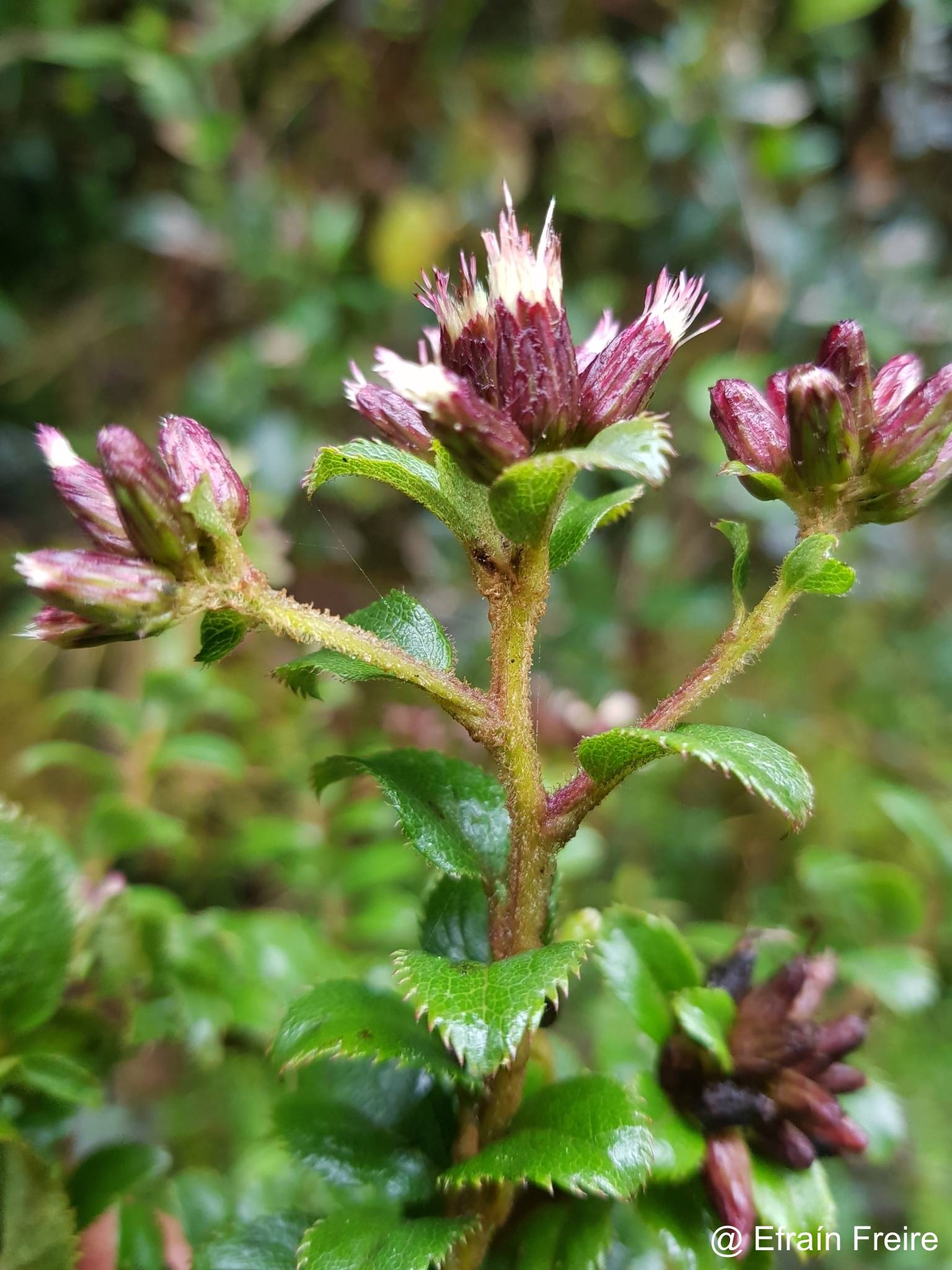 Baccharis arbutifolia image