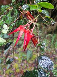 Ceratostema alatum image