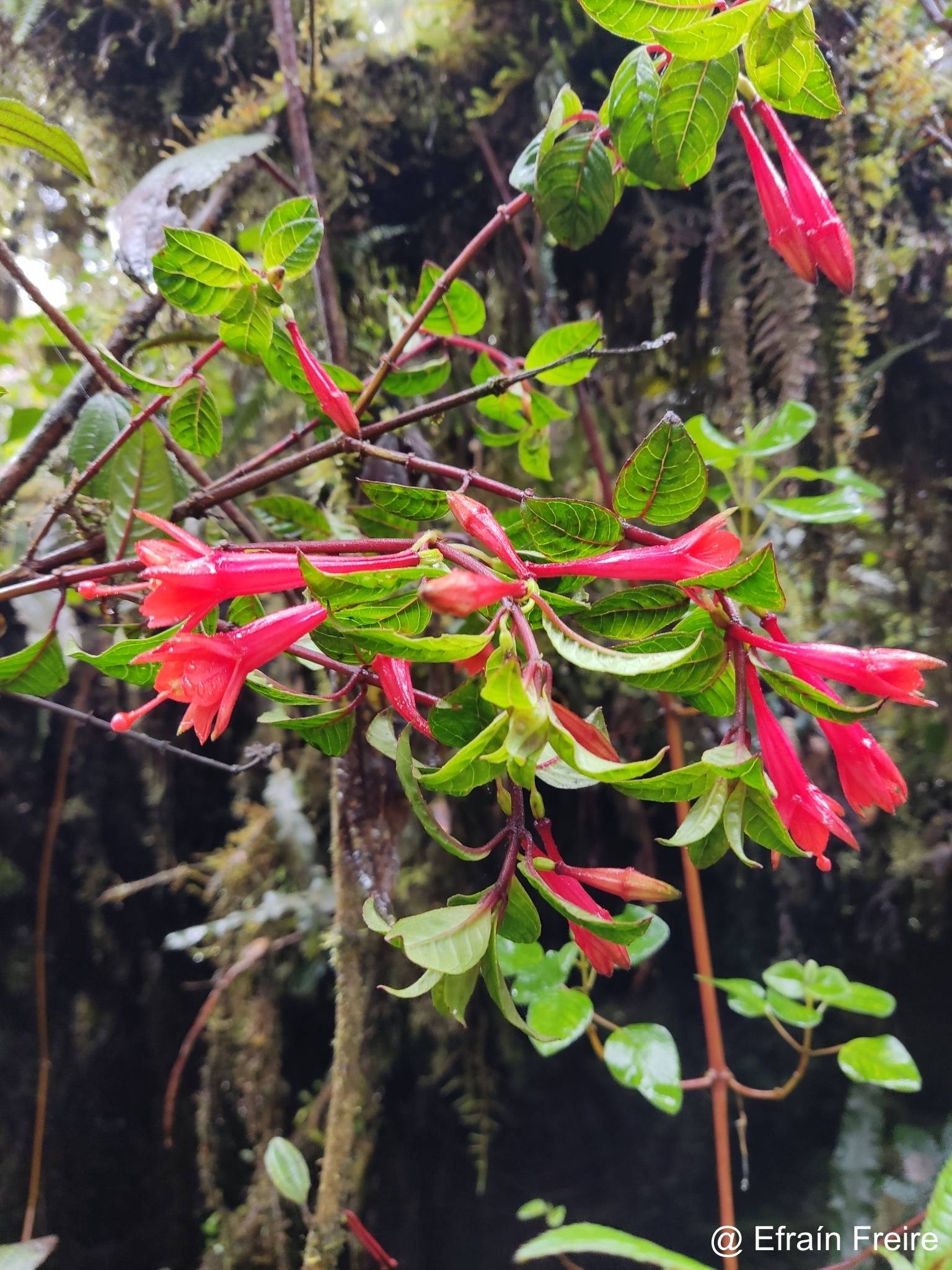 Fuchsia vulcanica image