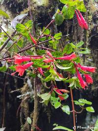 Fuchsia vulcanica image