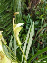 Siphocampylus giganteus image