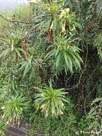 Siphocampylus giganteus image