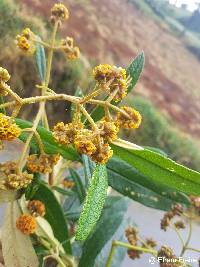 Buddleja incana image