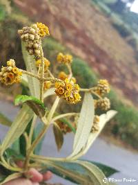 Buddleja incana image