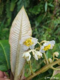 Saurauia tomentosa image