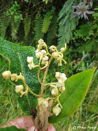 Saurauia tomentosa image
