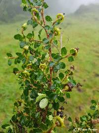 Escallonia myrtilloides image