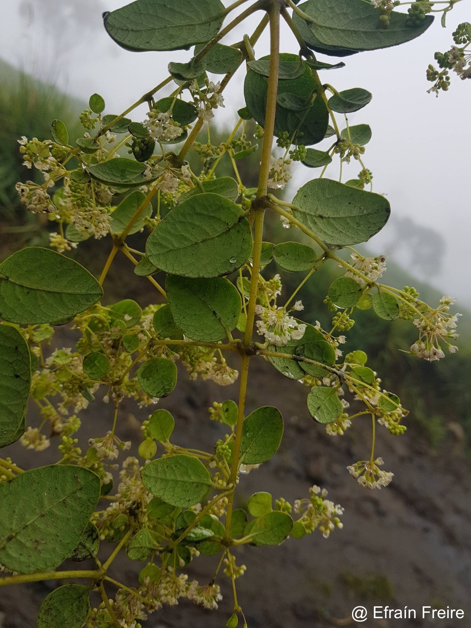 Colignonia parviflora image