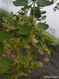 Image of Colignonia parviflora