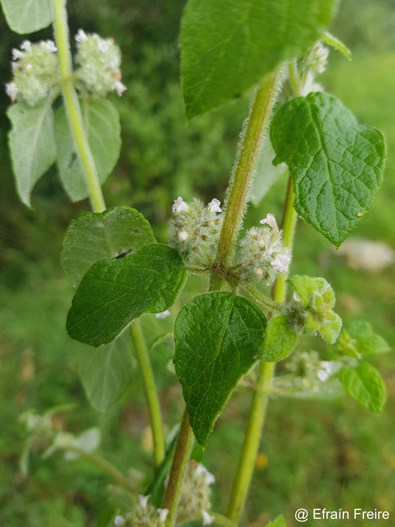 Minthostachys mollis image