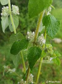 Image of Minthostachys mollis