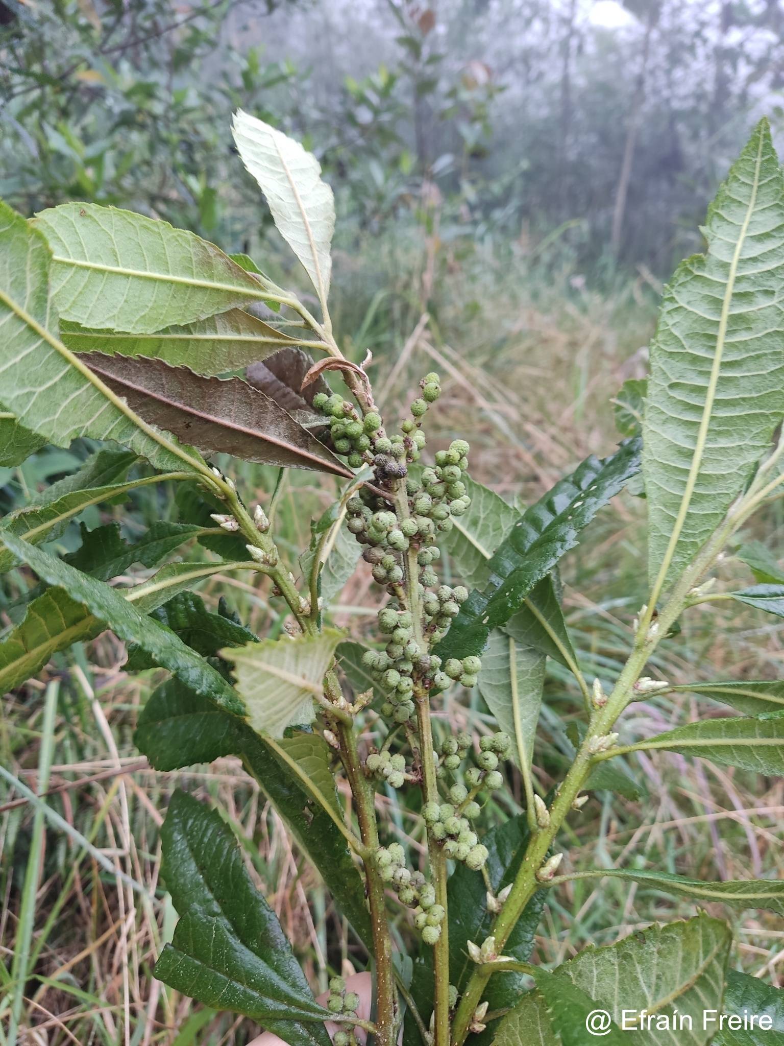 Myrica pubescens image