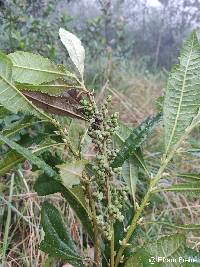 Myrica pubescens image