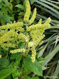 Lepechinia betonicifolia image