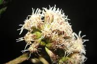 Image of Grosvenoria rimbachii