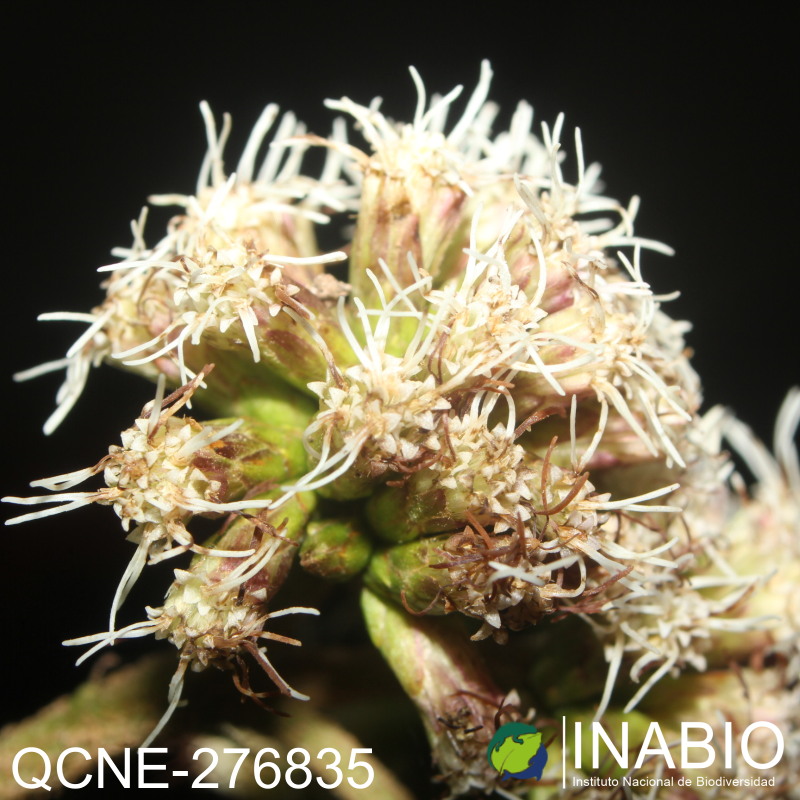 Grosvenoria rimbachii image