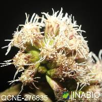 Grosvenoria rimbachii image