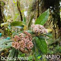 Image of Grosvenoria rimbachii