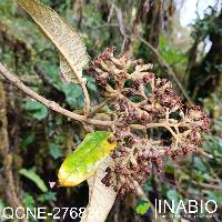 Gynoxys fuliginosa image