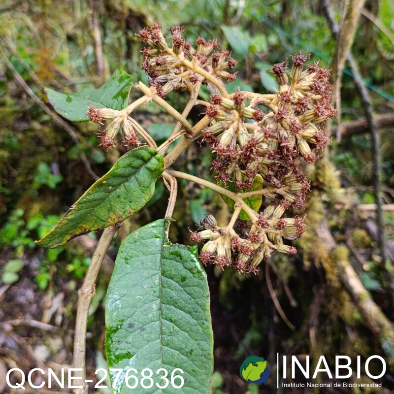 Gynoxys fuliginosa image