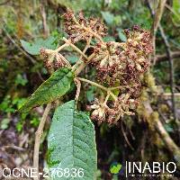 Gynoxys fuliginosa image