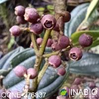 Miconia latifolia image
