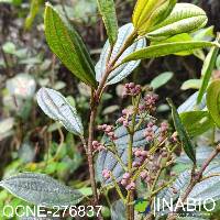 Miconia latifolia image