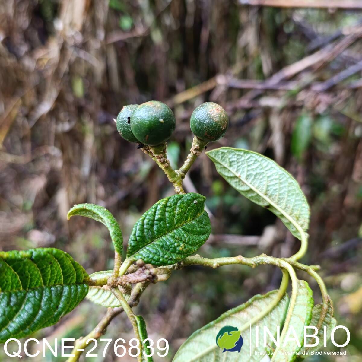 Solanum hypaleurotrichum image