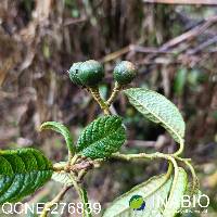 Solanum hypaleurotrichum image