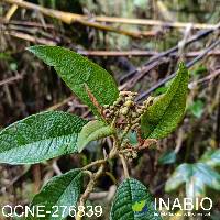 Solanum hypaleurotrichum image
