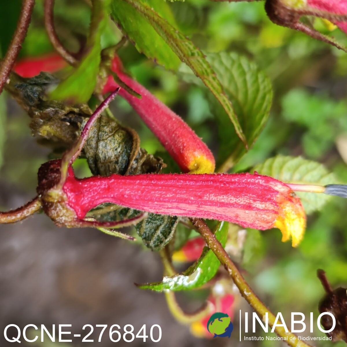 Centropogon medusa image