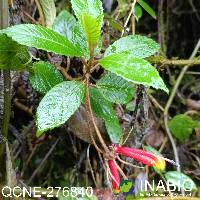 Centropogon medusa image