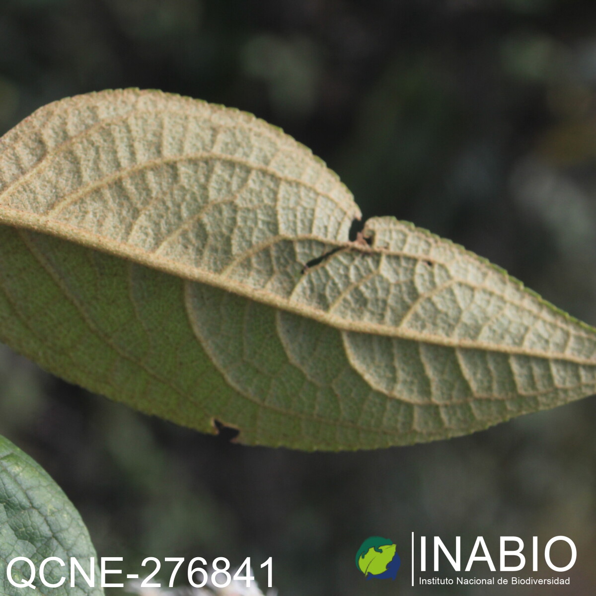 Joseanthus chimborazensis image