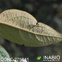 Joseanthus chimborazensis image