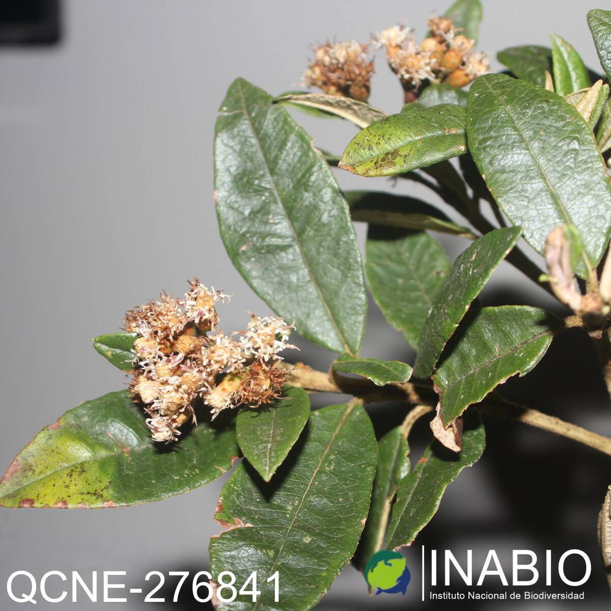 Joseanthus chimborazensis image