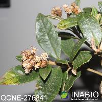 Joseanthus chimborazensis image