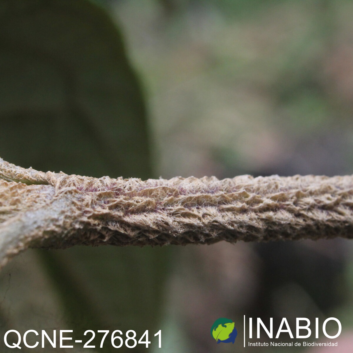 Joseanthus chimborazensis image