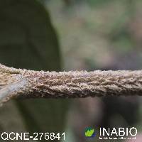 Joseanthus chimborazensis image