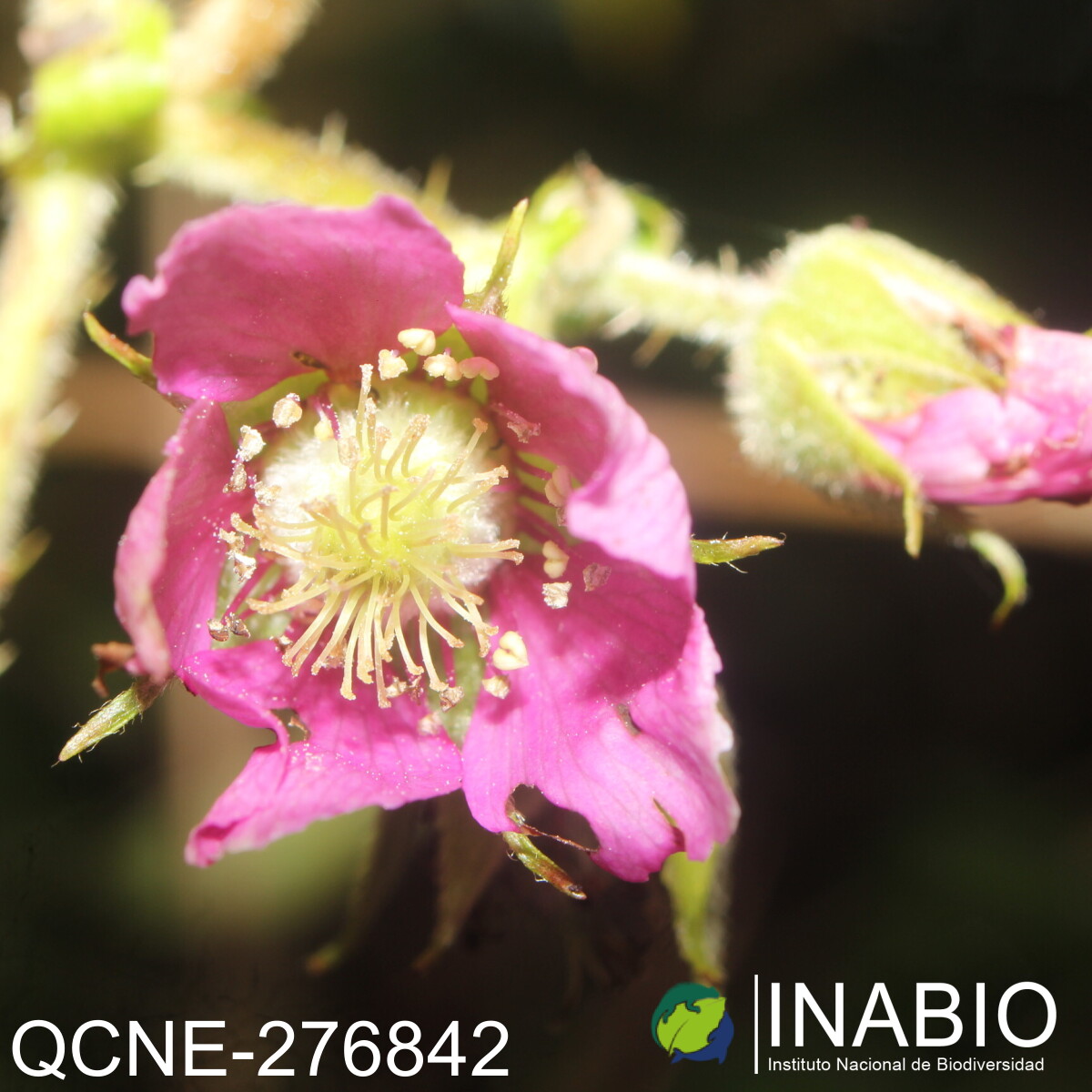 Rubus nubigenus image